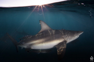 A black tip slowly cruises past with the late afternoon s... by Allen Walker 